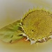 Sunflower seed-head by beryl