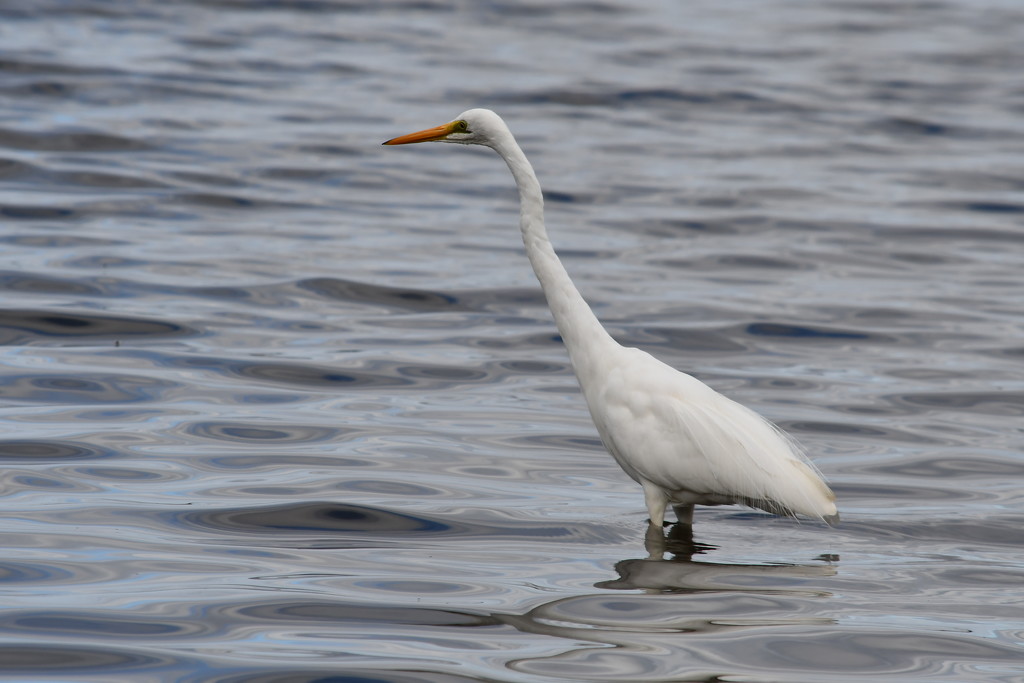 Great Egret by kgolab