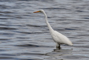 24th Sep 2018 - Great Egret