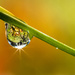 Water droplet by seacreature