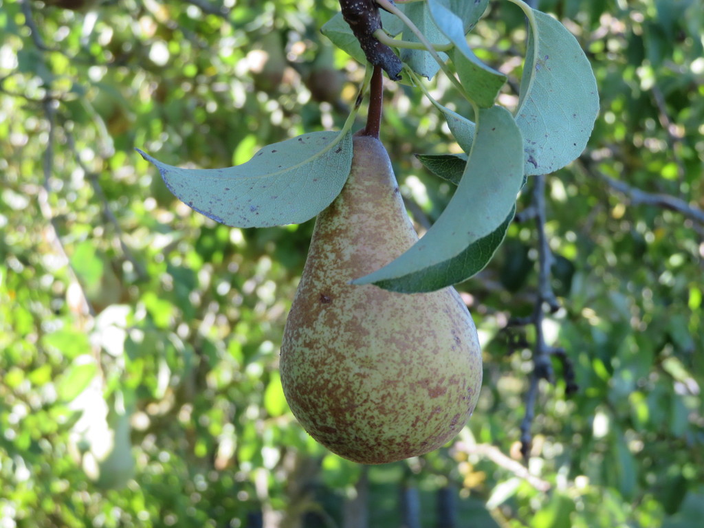 Ripe Pear by lellie