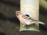 26th May 2018 - Redpoll