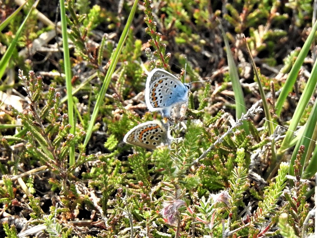   Siver Studded Blue (Male and Female) by susiemc