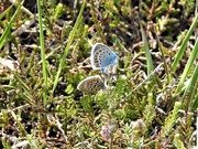 22nd Jun 2018 -   Siver Studded Blue (Male and Female)