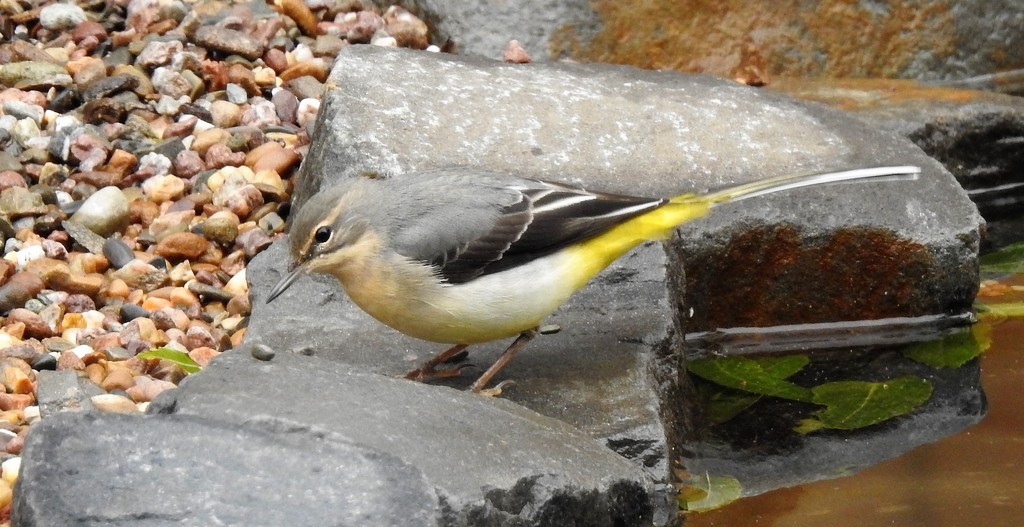  Grey Wagtail Close Up   by susiemc