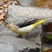  Grey Wagtail Close Up   by susiemc
