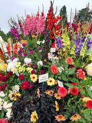 6th Sep 2018 - 6th Sept Wisley Flower show