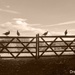 Sat on the gate... by 365projectdrewpdavies