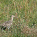 Curlew by philhendry