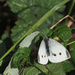 Large White by philhendry