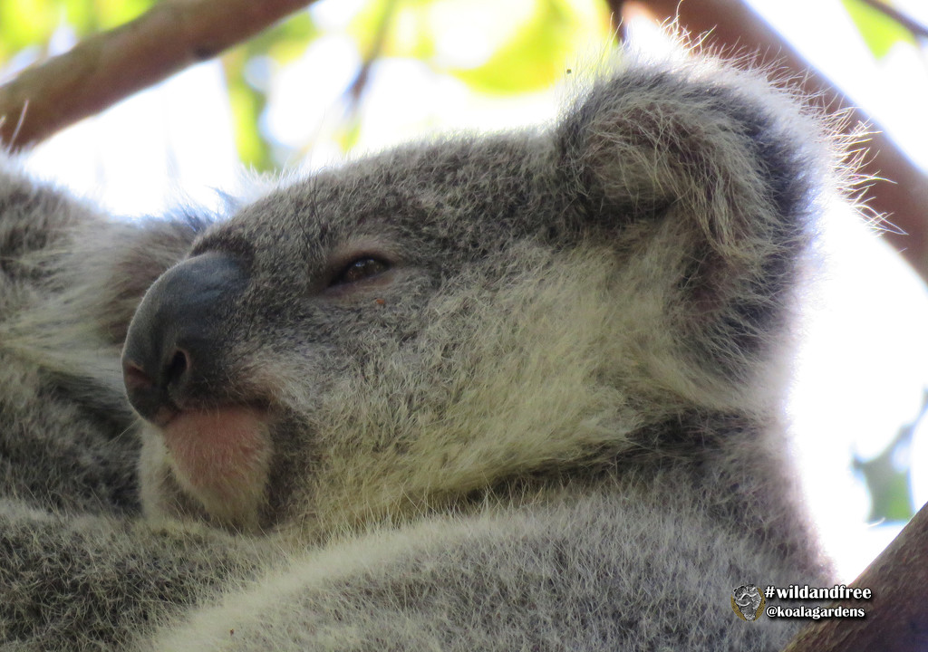 Little Krissy by koalagardens
