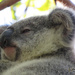 Little Krissy by koalagardens