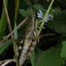 grasshopper closeup by rminer