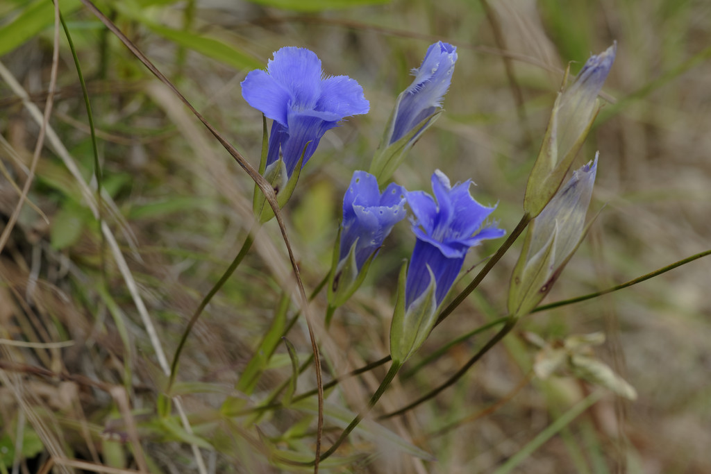 Fringed Gentians by rminer