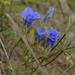 Fringed Gentians by rminer
