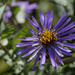 aster purple by rminer
