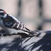 Wake Up Woodpecker by paintdipper