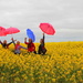 Dancing in the canola by gilbertwood