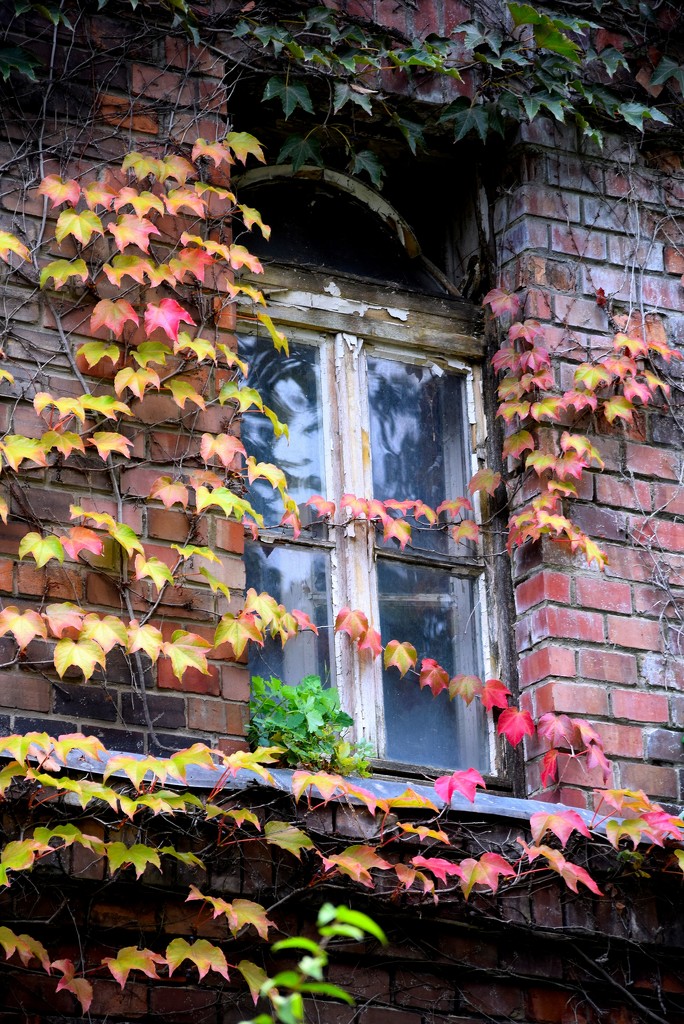 Lonely window! by kork