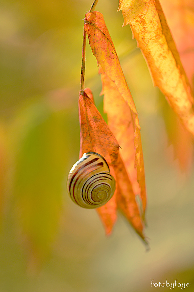 Snail on the sumac leaf! by fayefaye