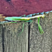 Mighty Mantis by photogypsy