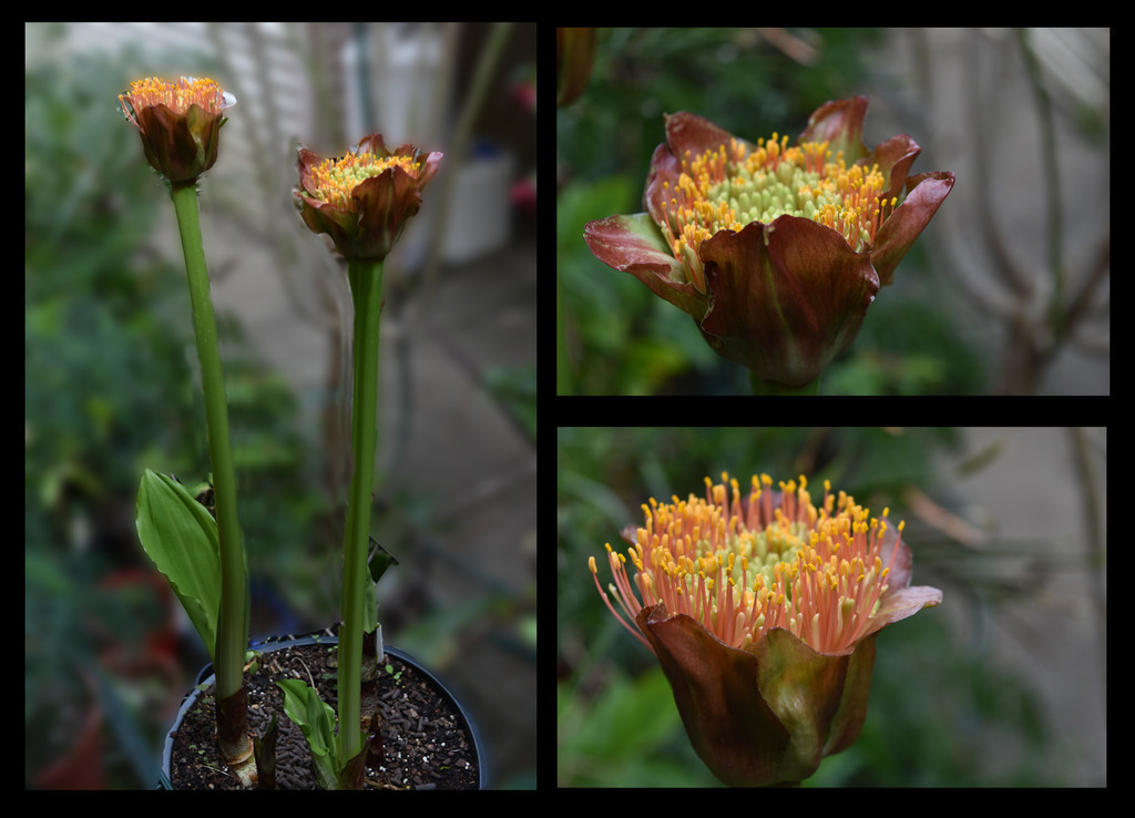 Scadoxus puniceus by annied