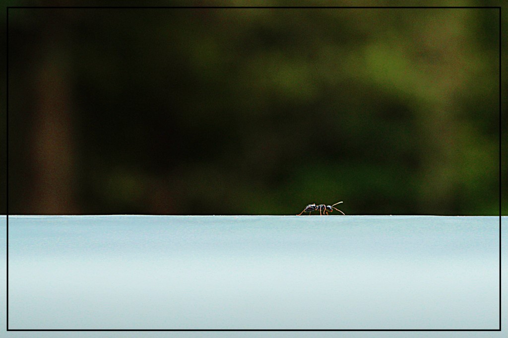Traveling Ant by olivetreeann