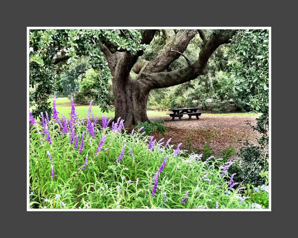 Live oak and flowers, Hampton Park by congaree