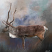 Reindeer by yorkshirekiwi