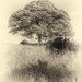Vintage Tree by shepherdmanswife