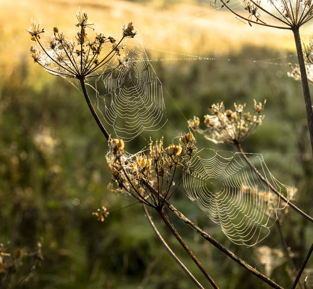 Cobwebs by shepherdmanswife