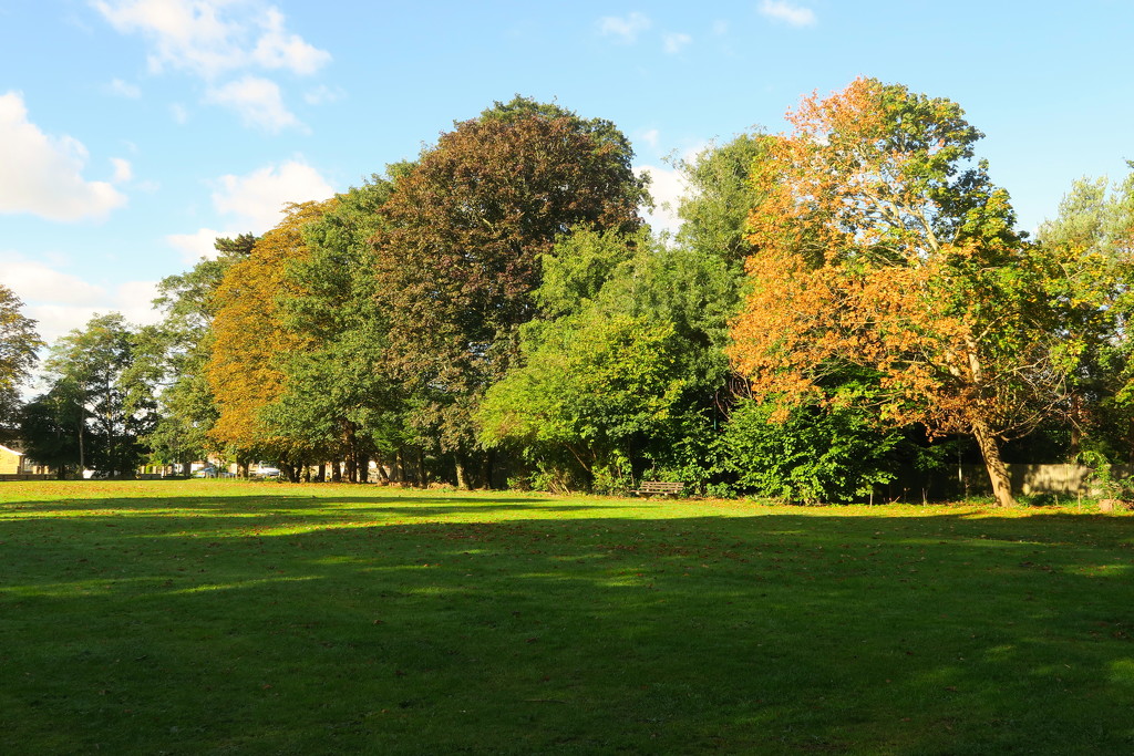 Autumn Trees by davemockford