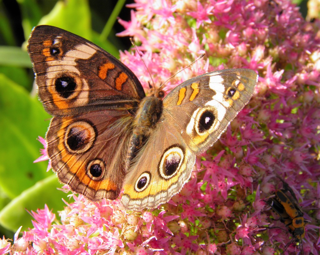 September 23: Buckeye Butterfly by daisymiller