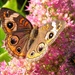 September 23: Buckeye Butterfly by daisymiller