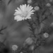 September 25: Aster by daisymiller