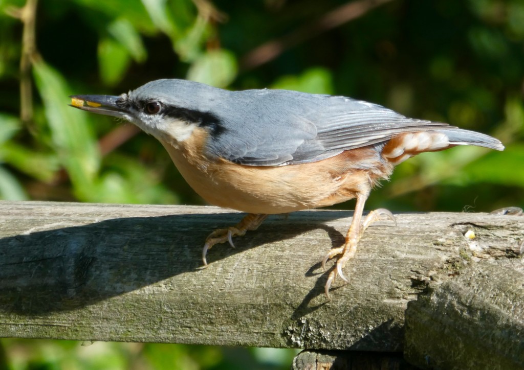 My friendly nuthatch by orchid99