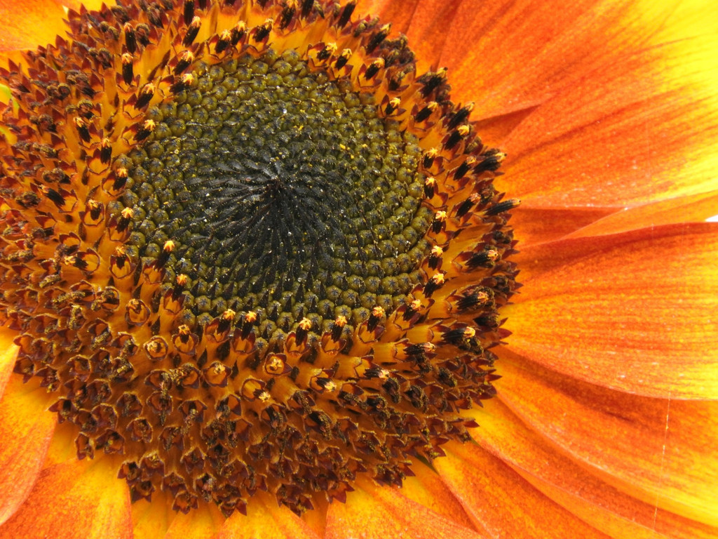 Sunflower Close Up by seattlite