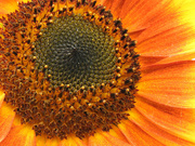 25th Sep 2018 - Sunflower Close Up