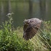 LHG_2221 Great Horned owl by rontu