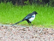 25th Sep 2018 -  The Return of the Magpie 