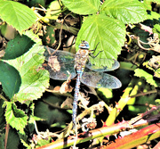 25th Sep 2018 - Another Dragonfly!