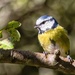 Blue tit by pamknowler