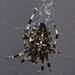 Garden Spider. by tonygig