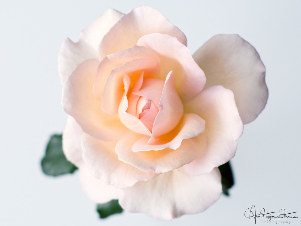 Heavenly scented rose by atchoo