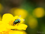 24th Sep 2018 - Greenbottle fly