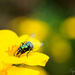 Greenbottle fly by atchoo