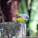 Eastern Yellow Robin by judithdeacon