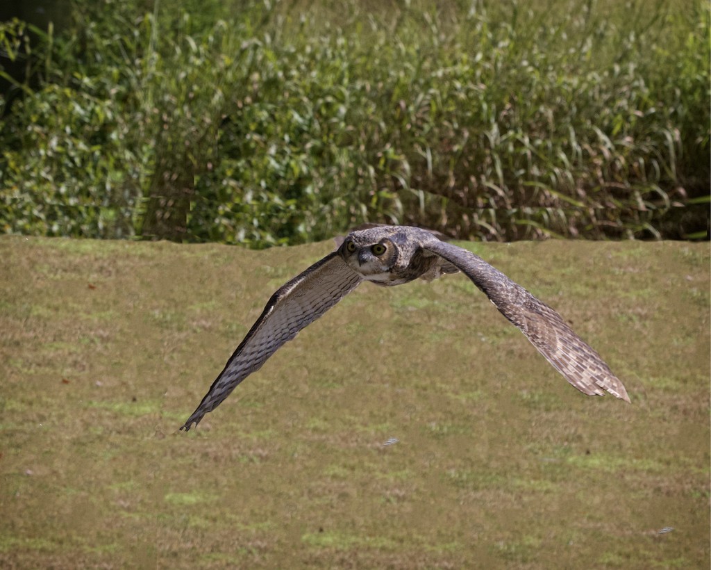 LHG_2100 Great Horned Owl in flight by rontu
