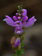 25th Sep 2018 - obedient plant