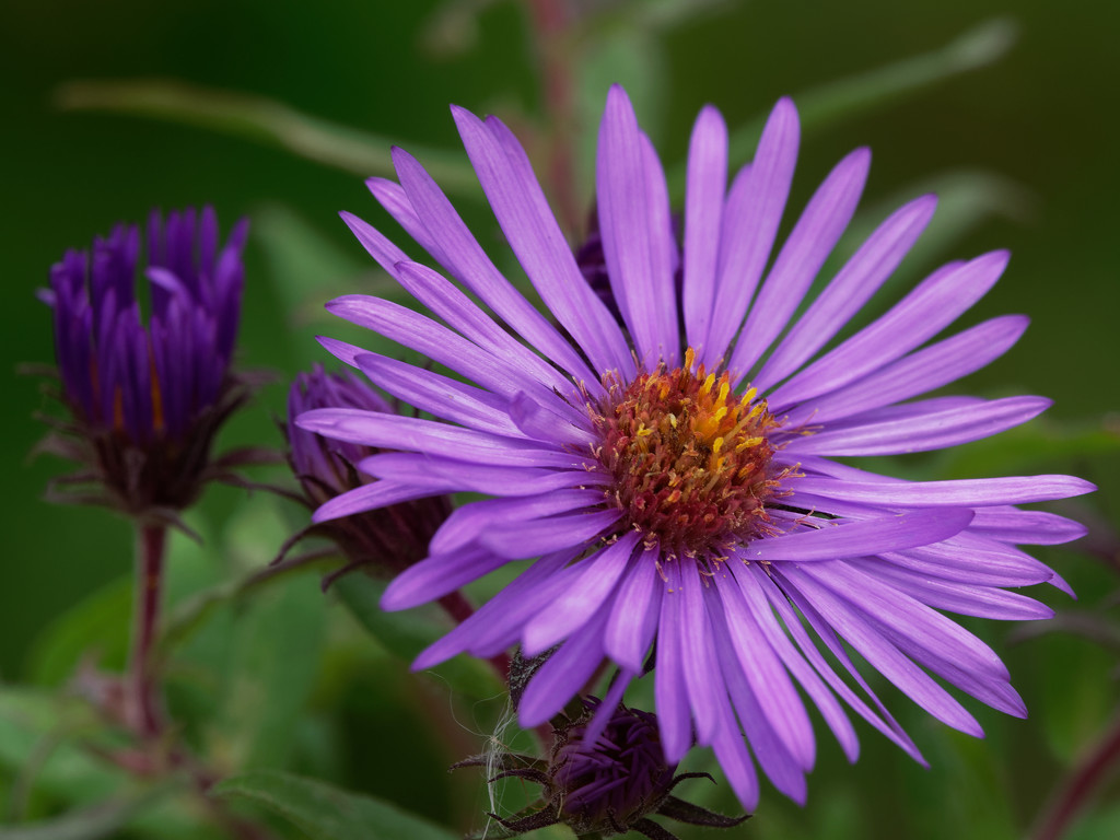 aster closeup by rminer